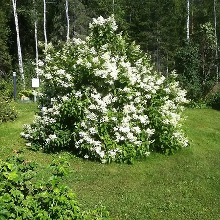 Myllypuro * Lieksa